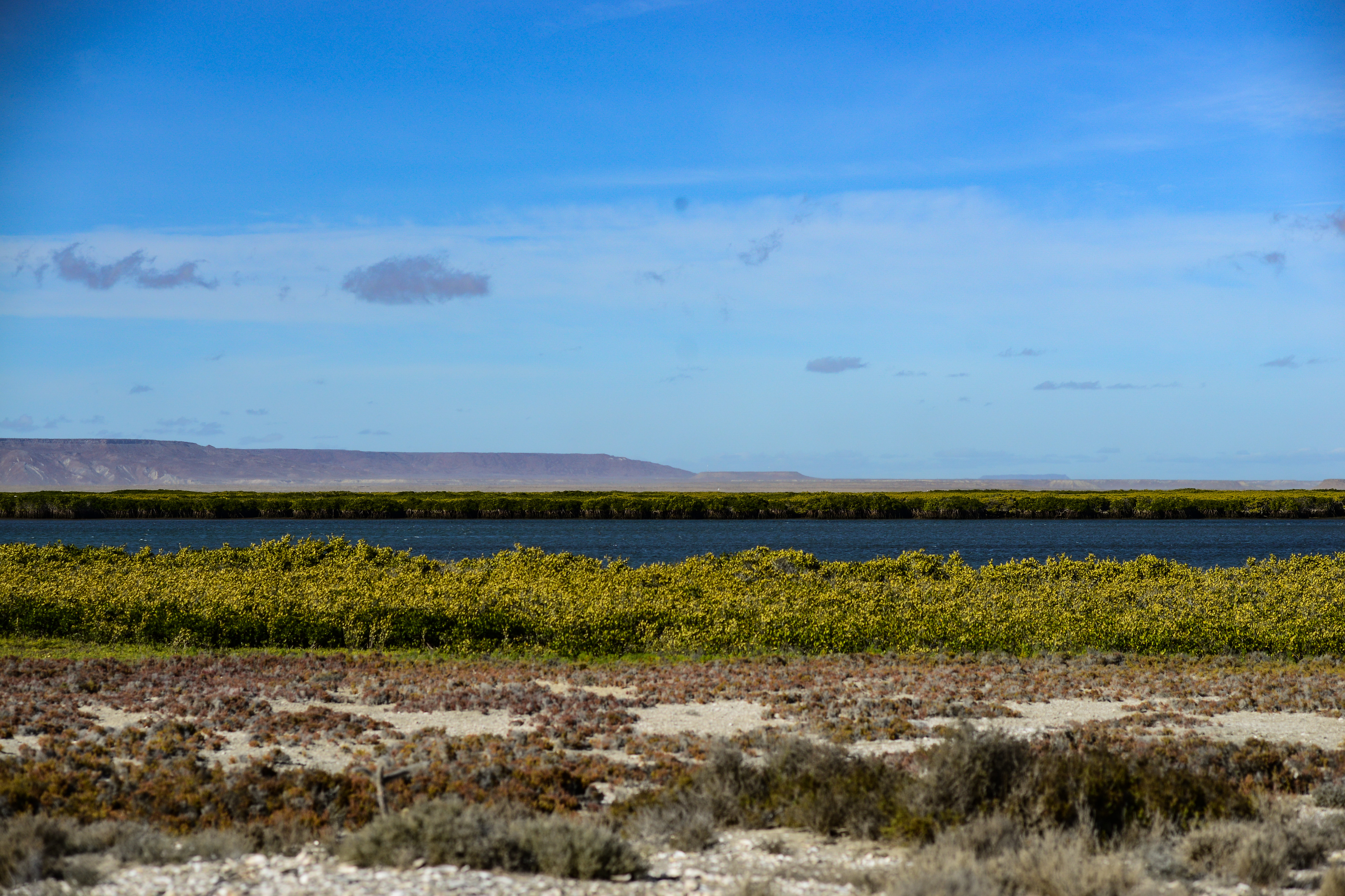 Manglar del estero